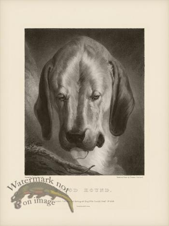 SA Dogs 09  Blood Hound